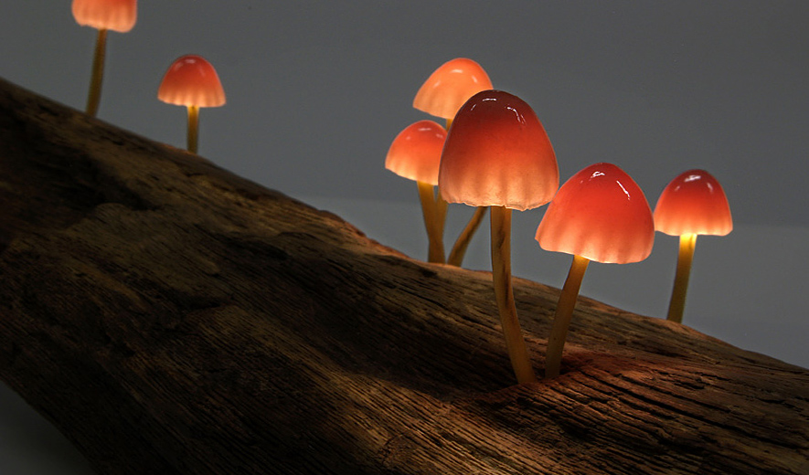 The Great Mushrooming