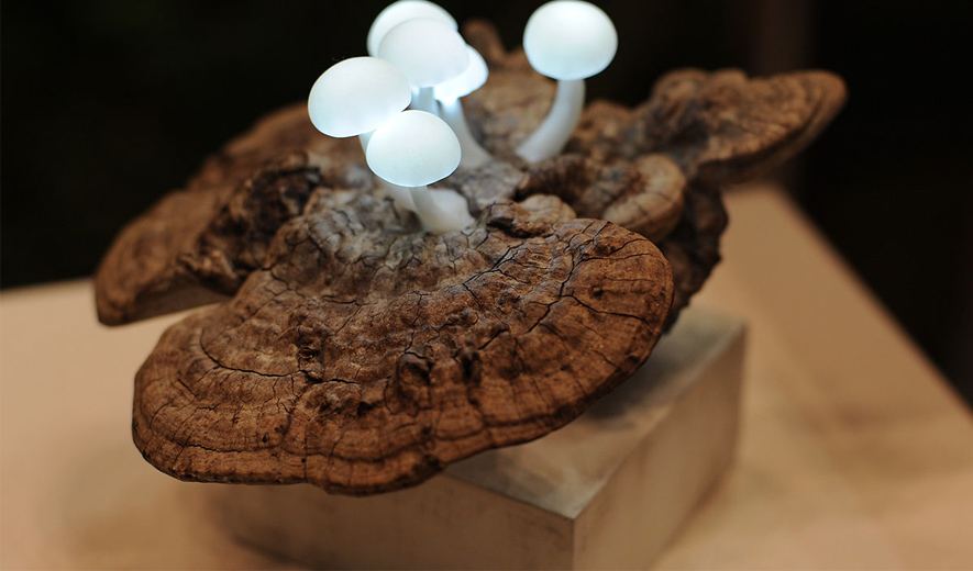 The Great Mushrooming