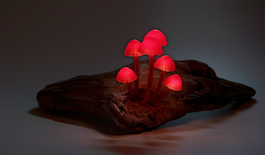 The Great Mushrooming